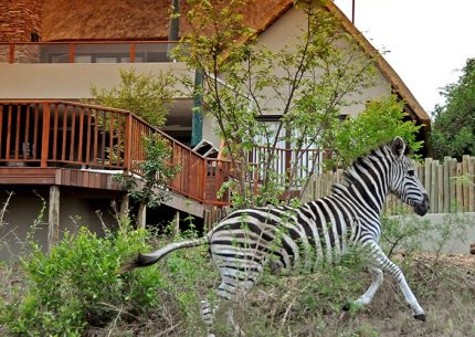 Ndlophu Lodge - Elephant Point