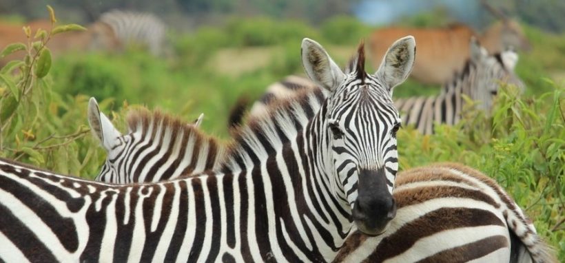 0f3305276bff44cdf2f16903d659602e