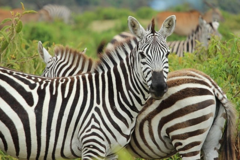 0f3305276bff44cdf2f16903d659602e