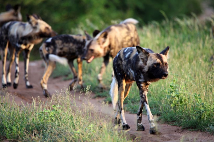 16
