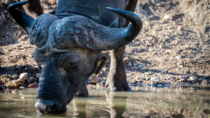 Walkers Bush Villa 18