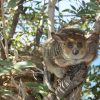 Bushbaby