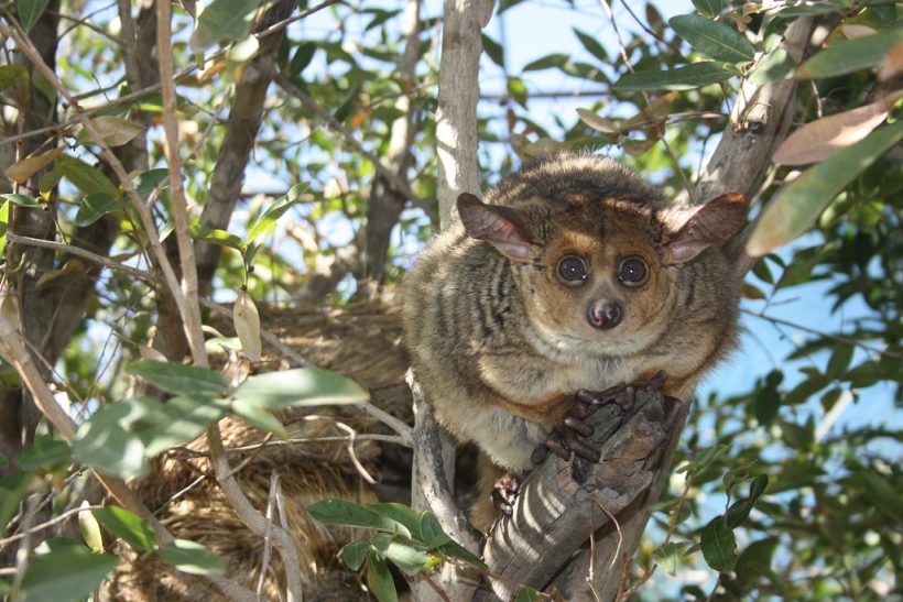 Bushbaby