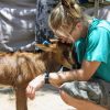 Volunteer & baby antelope