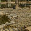 Seronera-Crocodile-farm-15