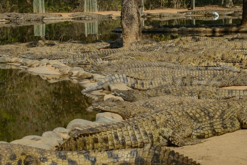 Seronera-Crocodile-farm-15