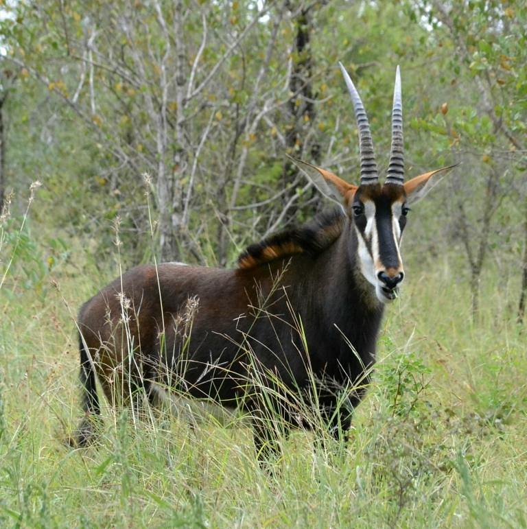 Early Morning Safaris into the Kruger National Park - HOME PAGE