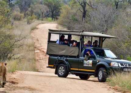Private FULL-DAY safari in Kruger Park