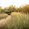 3-game-drive-Timbavati 3-game-drive-Timbavati