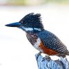 47043343_1941530829272024_1170692296866267136_o 47043343_1941530829272024_1170692296866267136_o