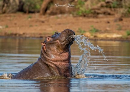 6 Day / 5 Night - Private Safari starting from Skukuza Airport 2 or 4 guests.