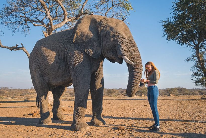African-Travel-Canvas-Camp-Jabulani-Elephant-Encounter-1