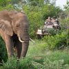 Big 5 Game Drives