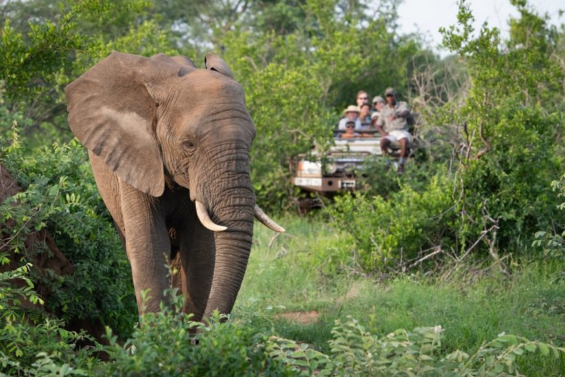 Big 5 Game Drives