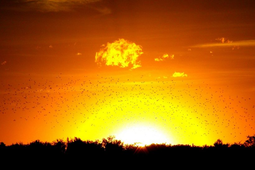 Birds returning home