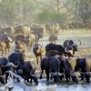 Buffalo Drinking