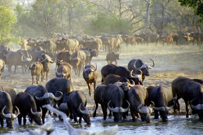 Buffalo Drinking