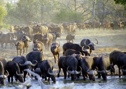 5 Nights Kruger Park Safari