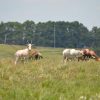 DSC_0672-scaled