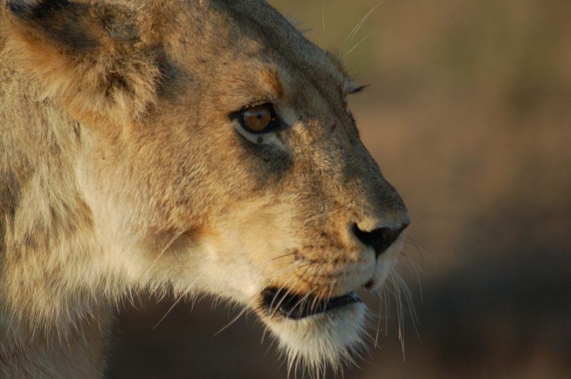 Discoverkruger1 Discoverkruger1