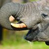 Elesagf Safaris Kom Elesagf Safaris Kom
