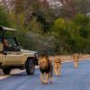 Kruger National Park Photograph