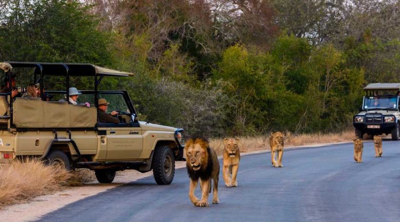 Kruger National Park Photograph