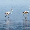 Greater-Flamingos Greater-Flamingos