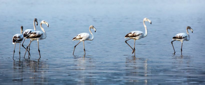 Greater-Flamingos Greater-Flamingos