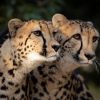 Hoedspruit Endangered Species Centre6