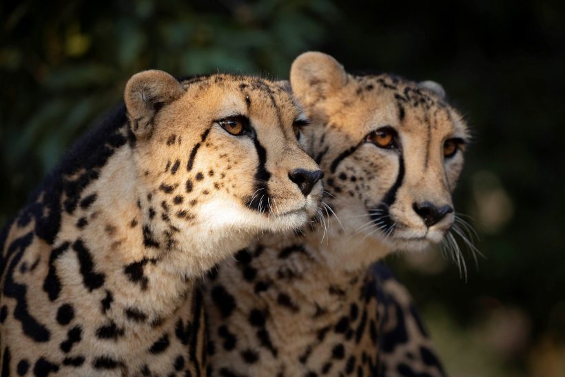 Hoedspruit Endangered Species Centre6