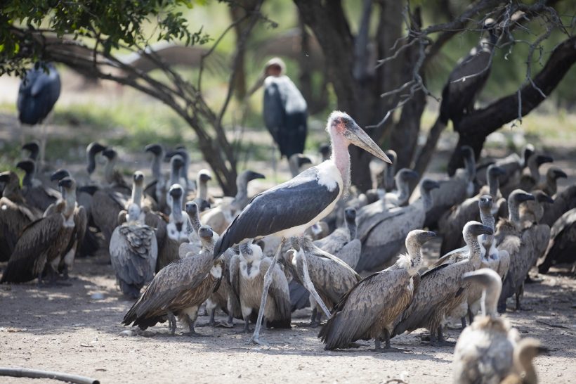 Hoedspruit Endangered Species Centre88
