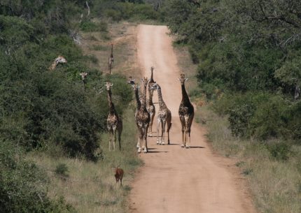 The Mega Plus Safari – centre and north of the Kruger – 7 nights / 8 days