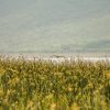 IMG_8383