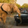 Inyati_Game_Lodge_Sabi_Sand_Accommodation_Specials__ELEPHANT_ON_GAME_DRIVE