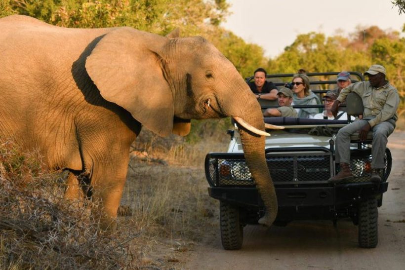 Inyati_Game_Lodge_Sabi_Sand_Accommodation_Specials__ELEPHANT_ON_GAME_DRIVE