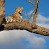 Inyati_Game_Lodge_Sabi_Sand_Accommodation_Specials__LEOPARD_IN_TREE