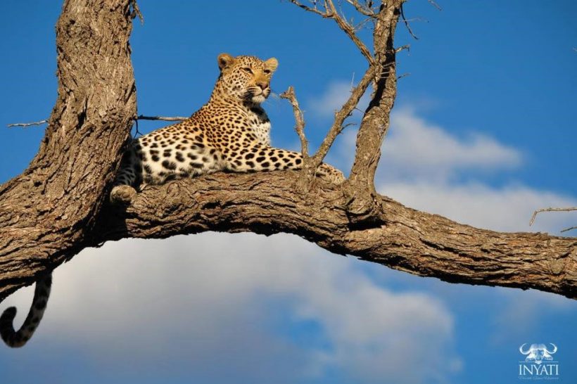 Inyati_Game_Lodge_Sabi_Sand_Accommodation_Specials__LEOPARD_IN_TREE