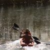 Kayaking_Rev