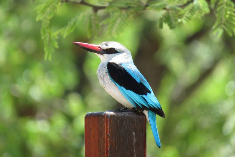 Kingfisher