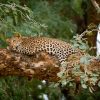 Leopard in Tree High Resolution
