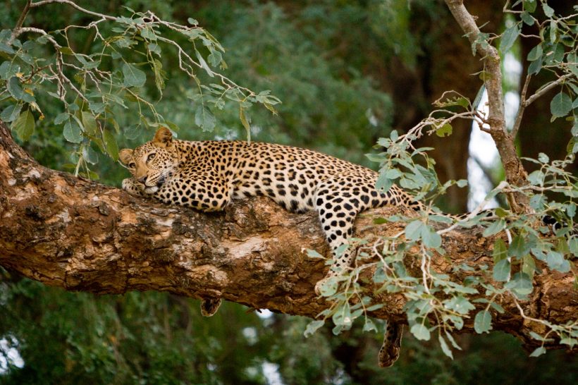 Leopard in Tree High Resolution