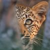 Leopard new