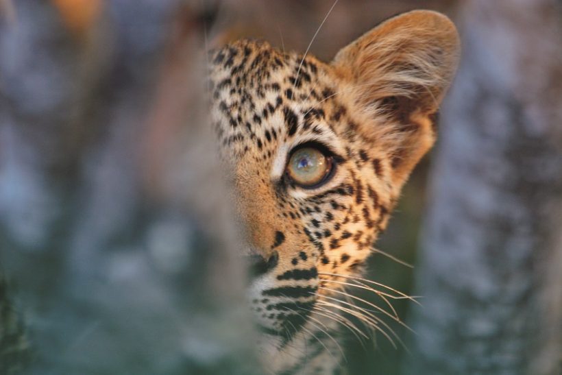 Leopard new