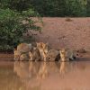 Lioness-cubs-lighter-1