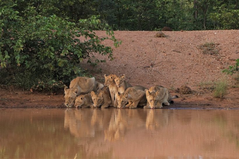 Lioness-cubs-lighter-1
