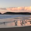 Lots-seagulls-sunrise