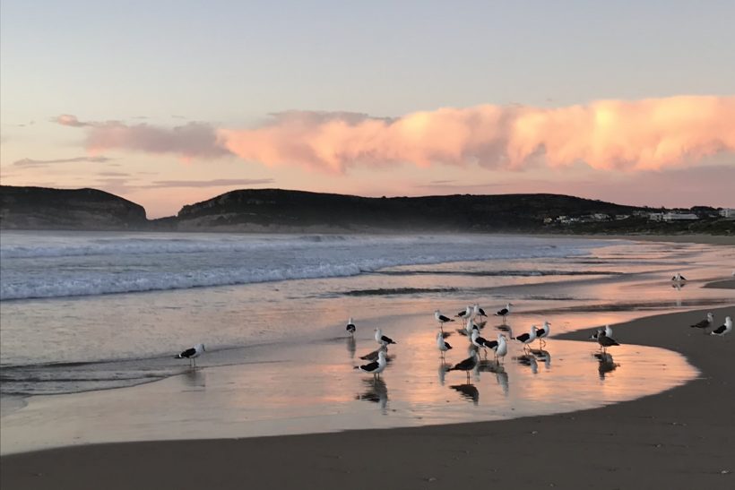 Lots-seagulls-sunrise
