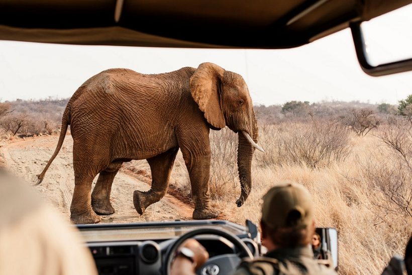 Photographer Marsel Roothman, Lodge Photographer