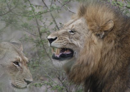 The Super Safari – centre and north of the Kruger – 5 nights / 6 days